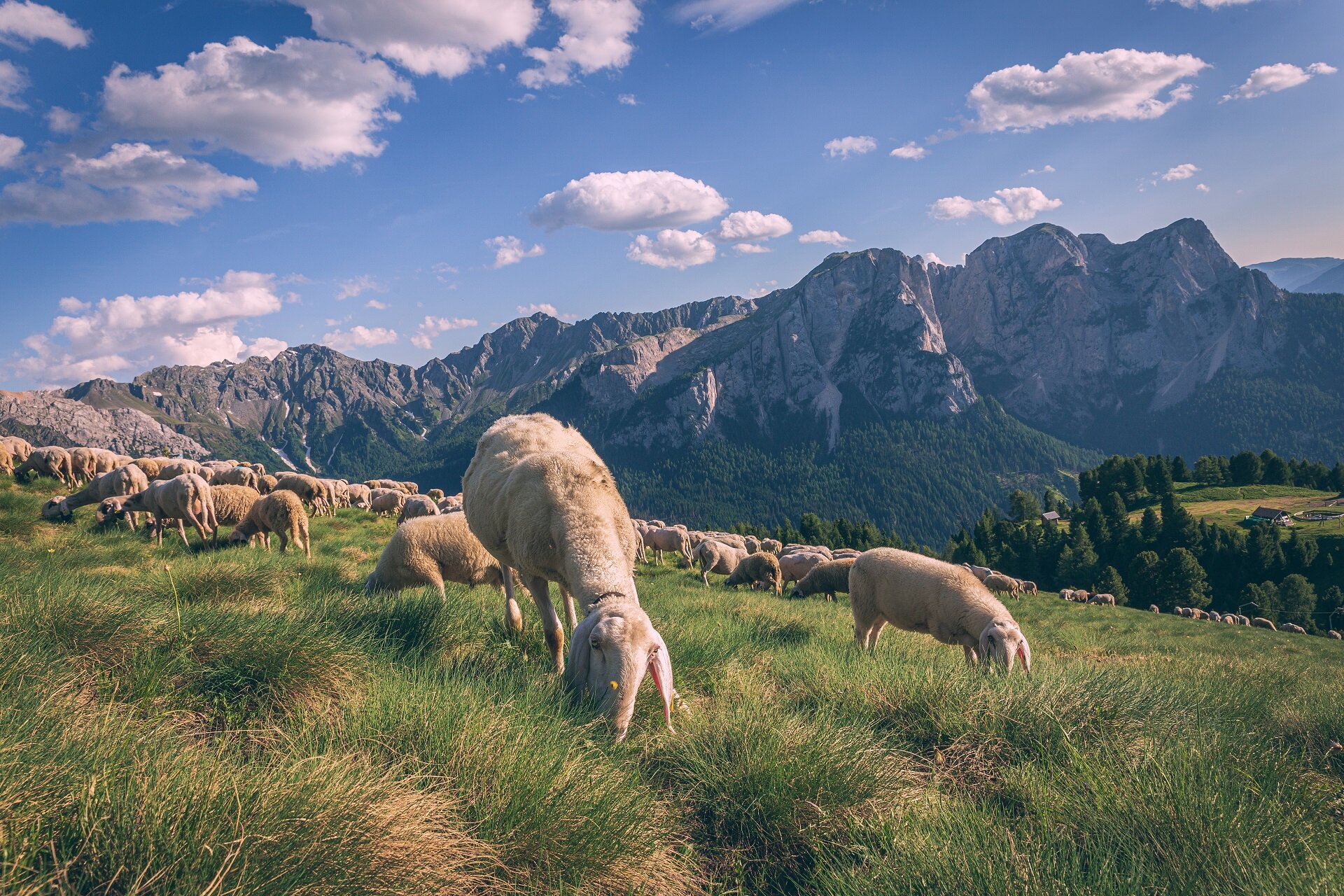 Pecore al pascolo al Buffaure sopra Pozza di Fassa | © Patricia Ramirez - Archivio Immagini ApT Val di Fassa