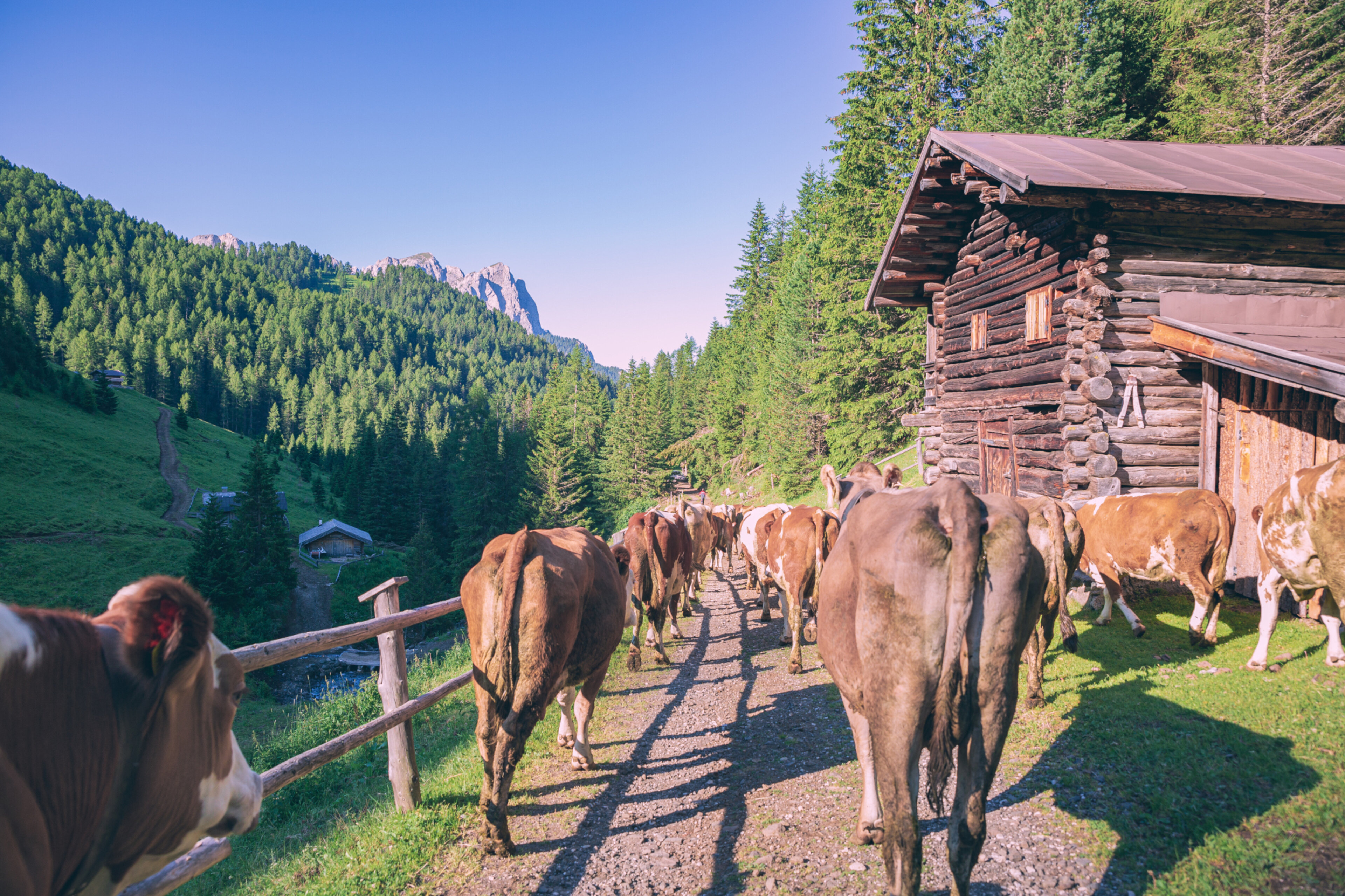 Alpine farm experiences in Val di Fassa: sunrise and last light