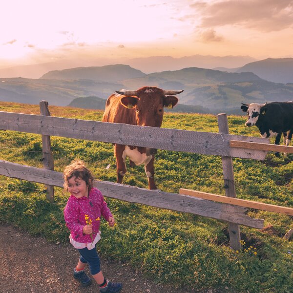 Bambina ride con mucca durante l'Alba al Sassopiatto | © Patricia Ramirez - Archivio Immagini ApT Val di Fassa