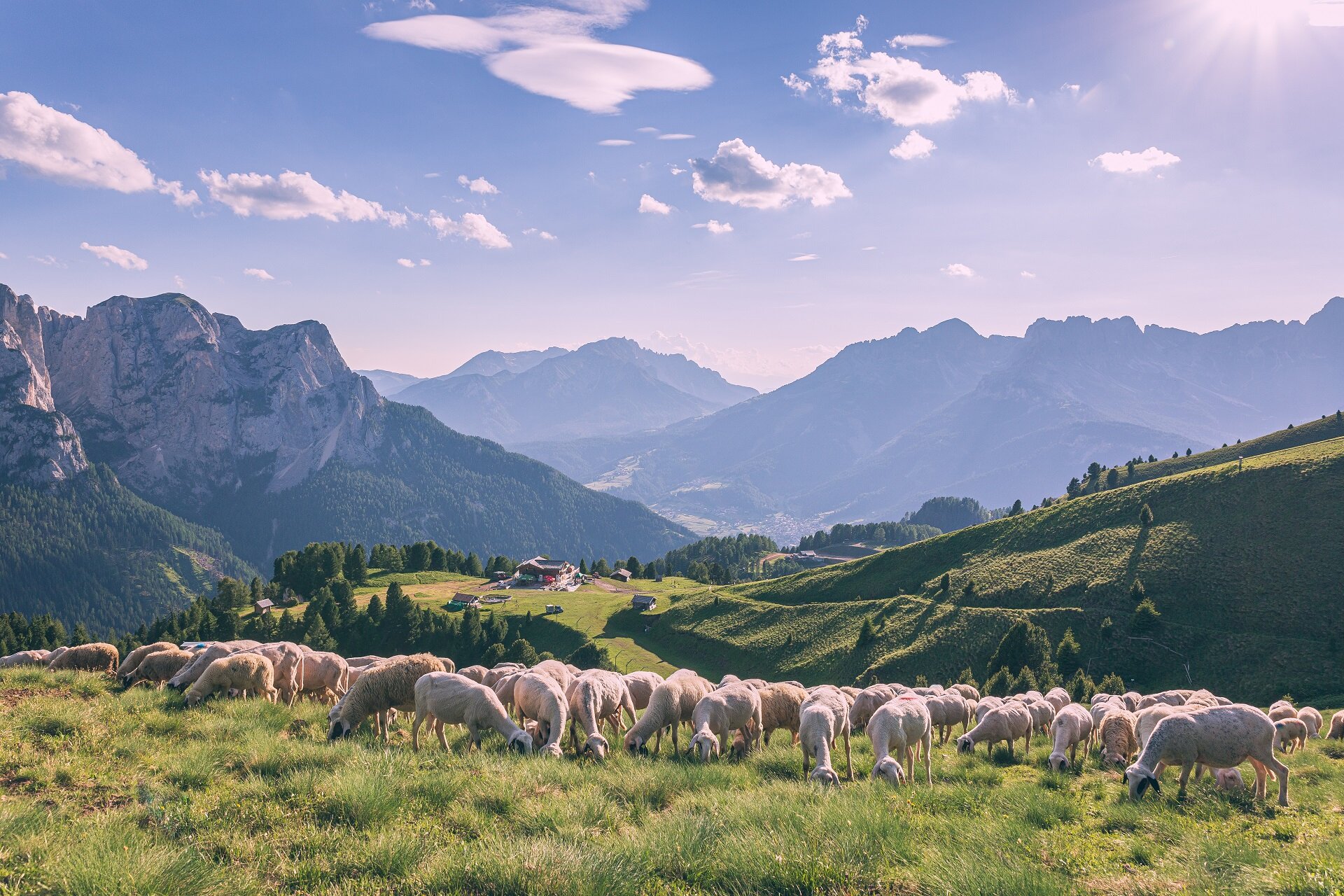 Pecore al pascolo al Buffaure in Val di Fassa | © Patricia Ramirez - Archivio Immagini ApT Val di Fassa