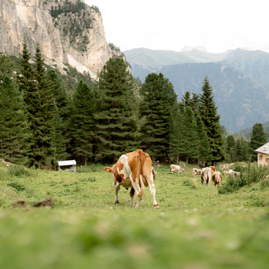Experiences made in Val di Fassa
