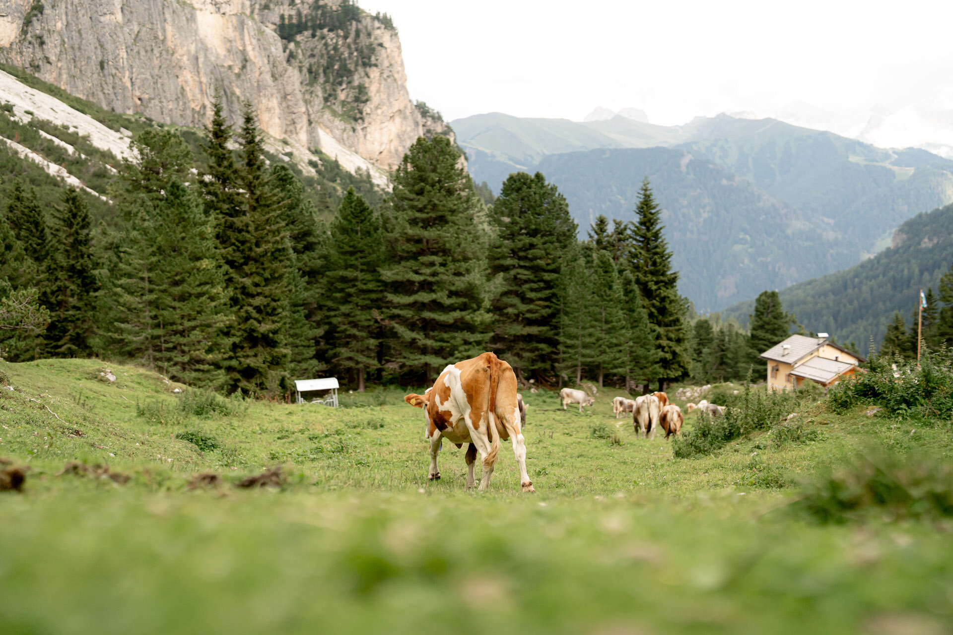 Echte Erlebnisse im Val di Fassa