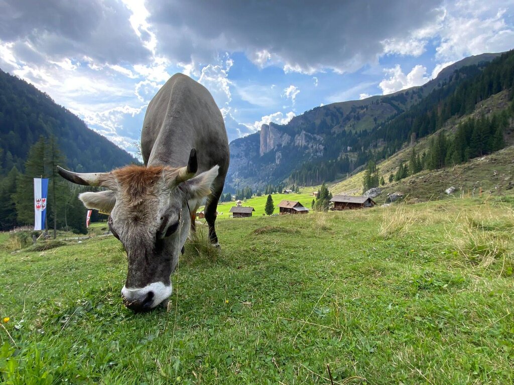 Mucca in alpeggio in Val  San Nicolò a Pozza di Fassa