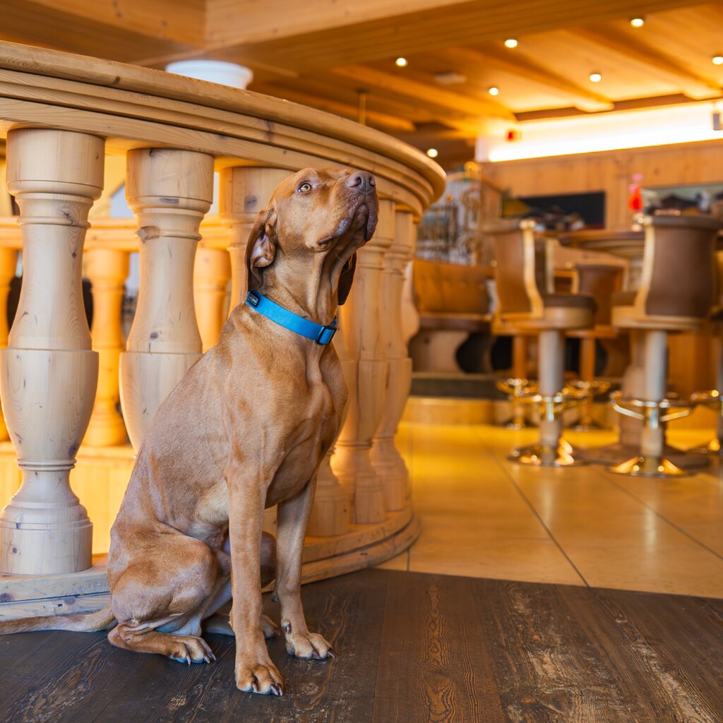 Strutture Pet Friendly