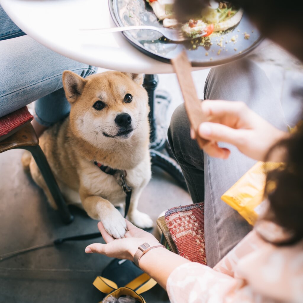 Dove Mangiare Con Il Tuo Pet