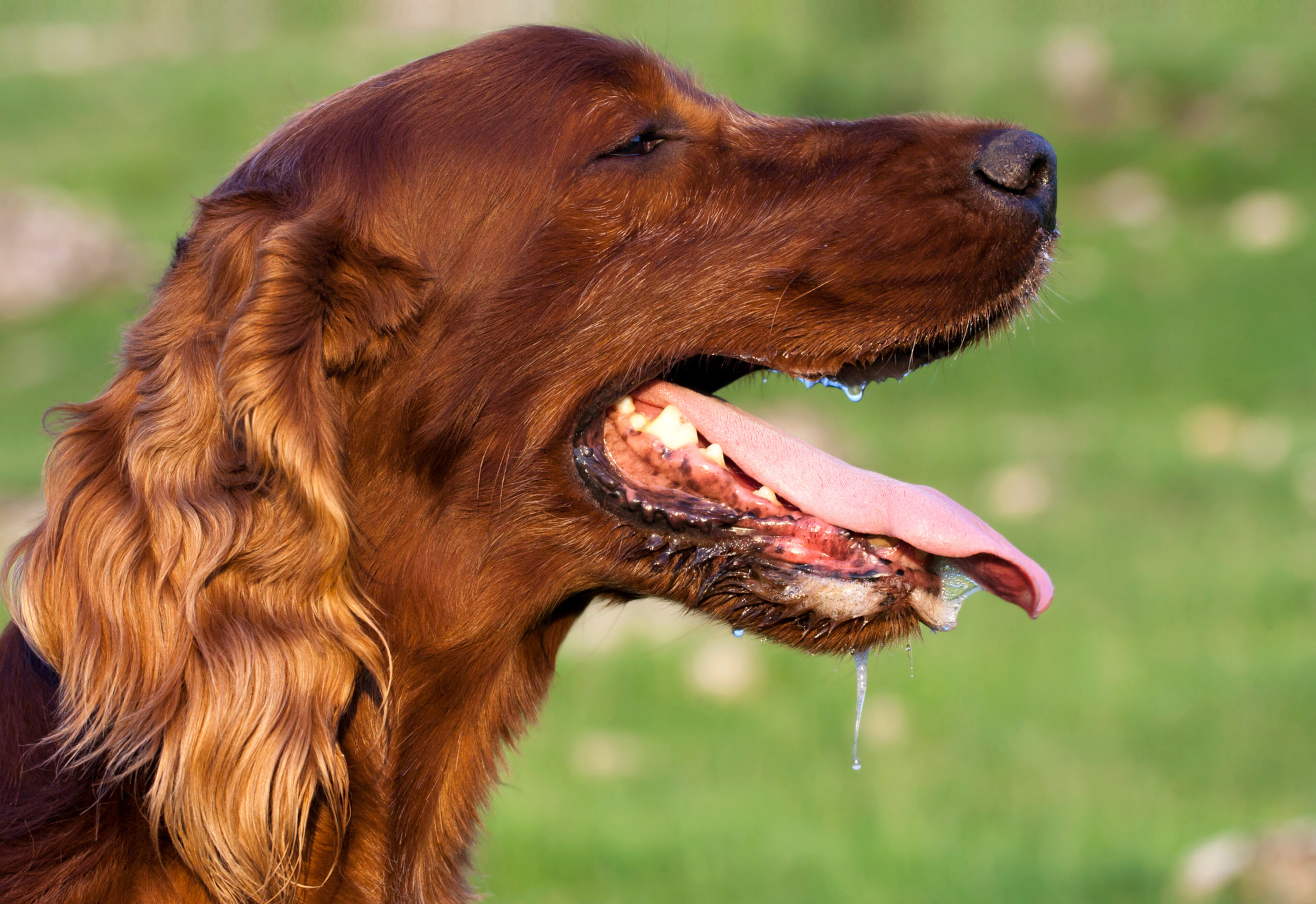 Colpo di calore: segnali da riconoscere | Regole d'oro vacanza pet friendly