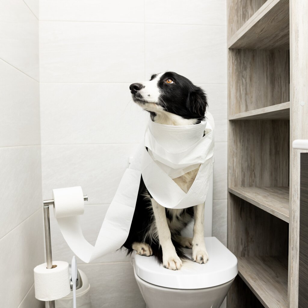 Servizi Pet Friendly