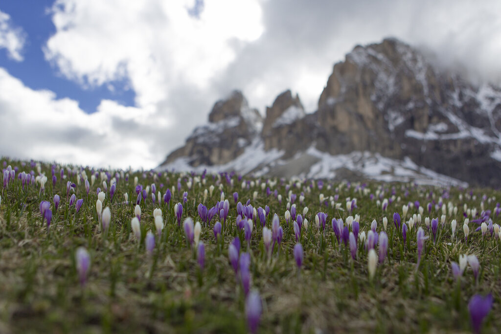 Prato fiorito di fronte alle cime Dolomitiche innevate in Val di Fassa