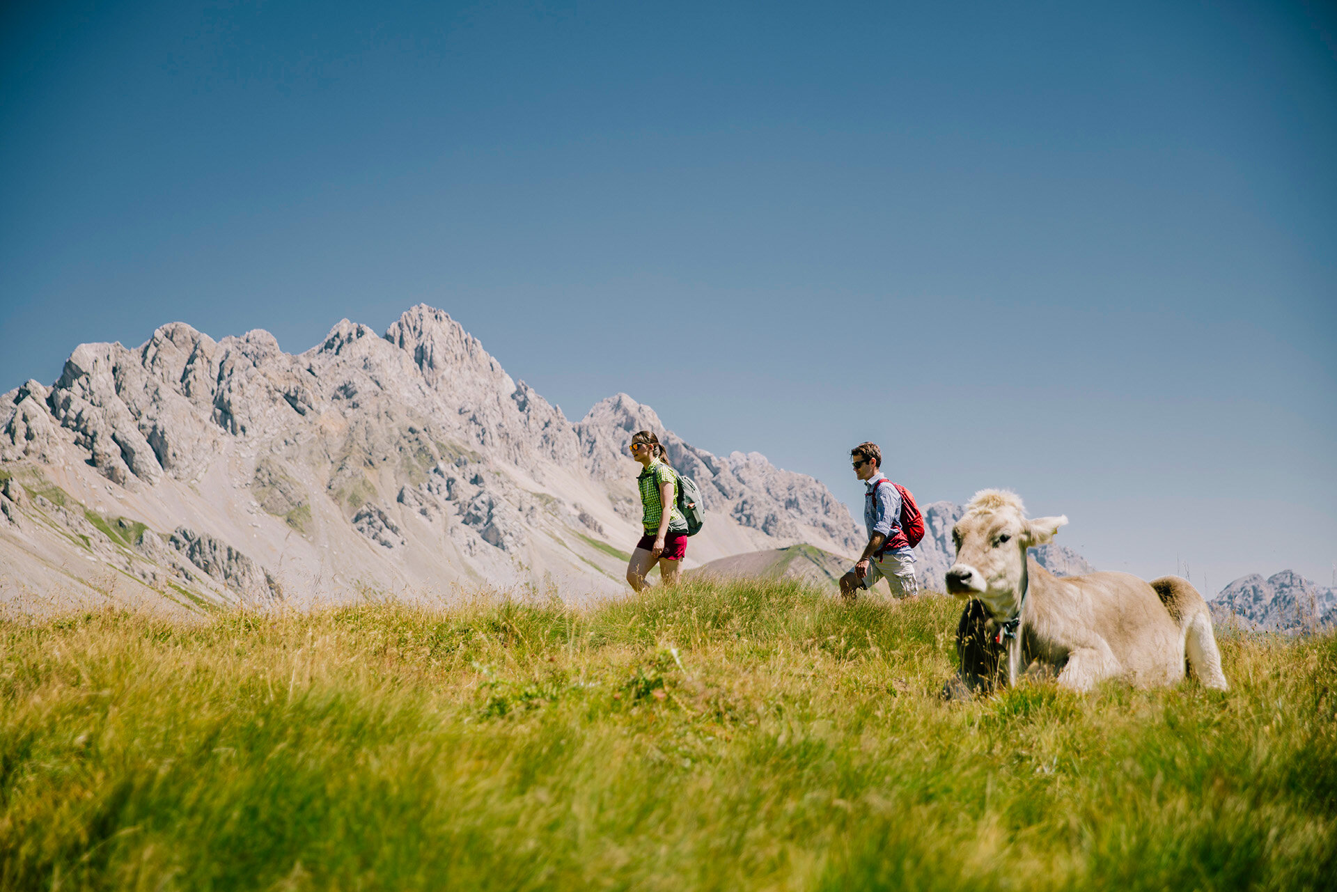 Persone che fanno un trekking vicino ad un pascolo di mucche al Passo San Pellegrino | © Federico Modica  - Archivio Immagini ApT Val di Fassa