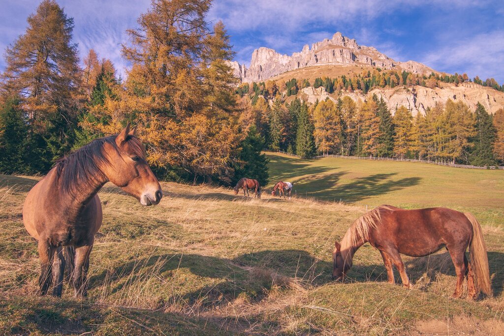 Cavalli al Passo Costalunga in autunno