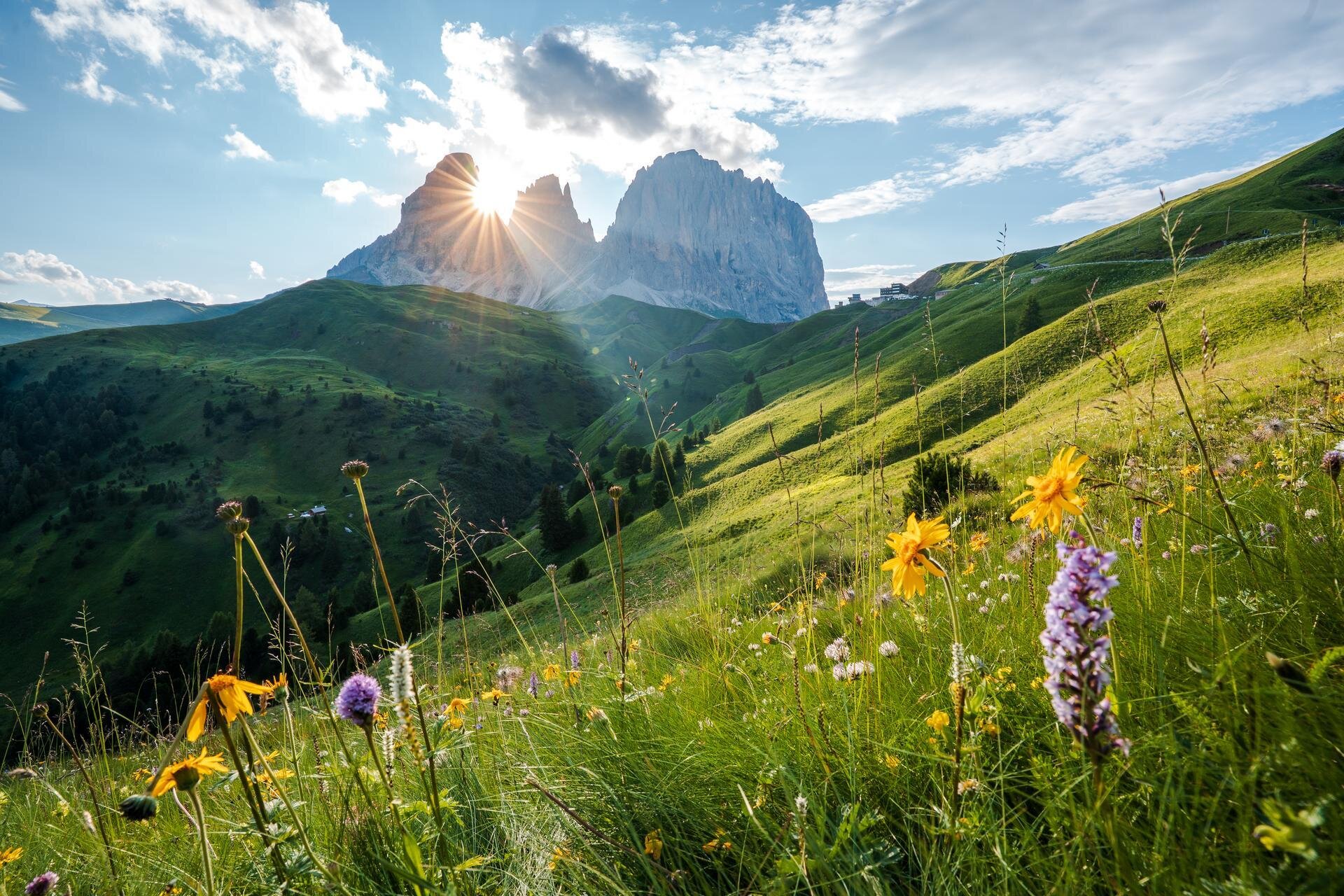 Prato fiorito con Sassolungo sullo sfondo | © Patricia Ramirez - Archivio Immagini ApT Val di Fassa