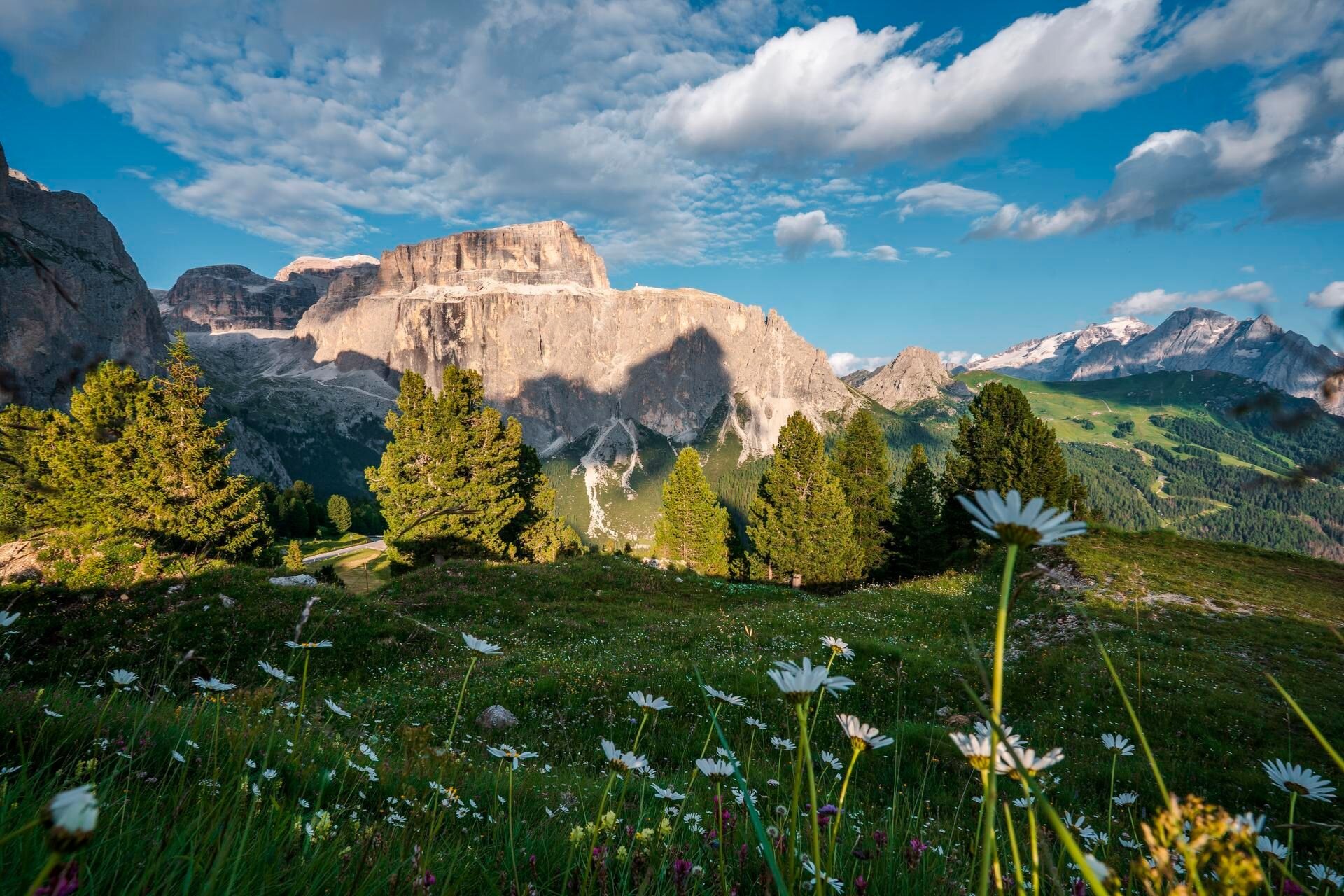 Prati fioriti in primo piani, le dolomiti di fassa in secondo | © Archivio immagini ApT Val di fassa - Patricia Ramirez