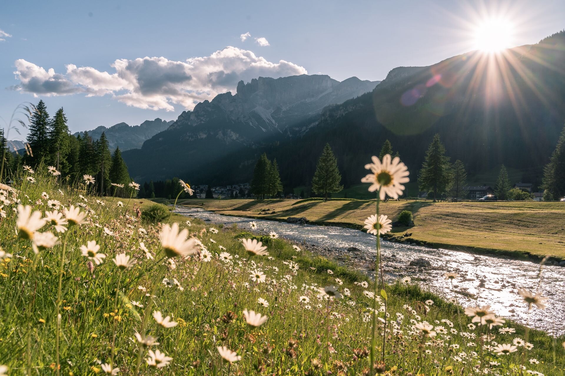 Prati fioriti di margherite lungo il corso dell'Avisio | © Patricia Ramirez - Archivio immagini ApT val di Fassa