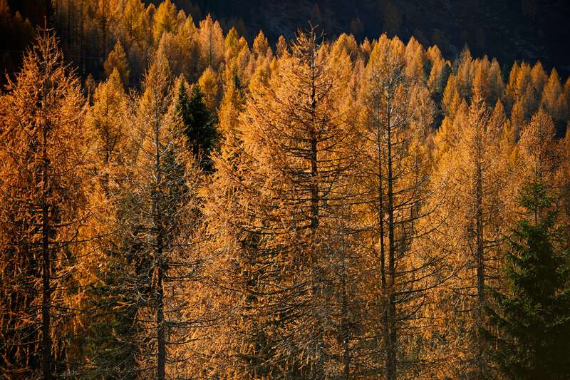ApTValdiFassa FulvioMaiani Coolpixel Nov2022 354A8662