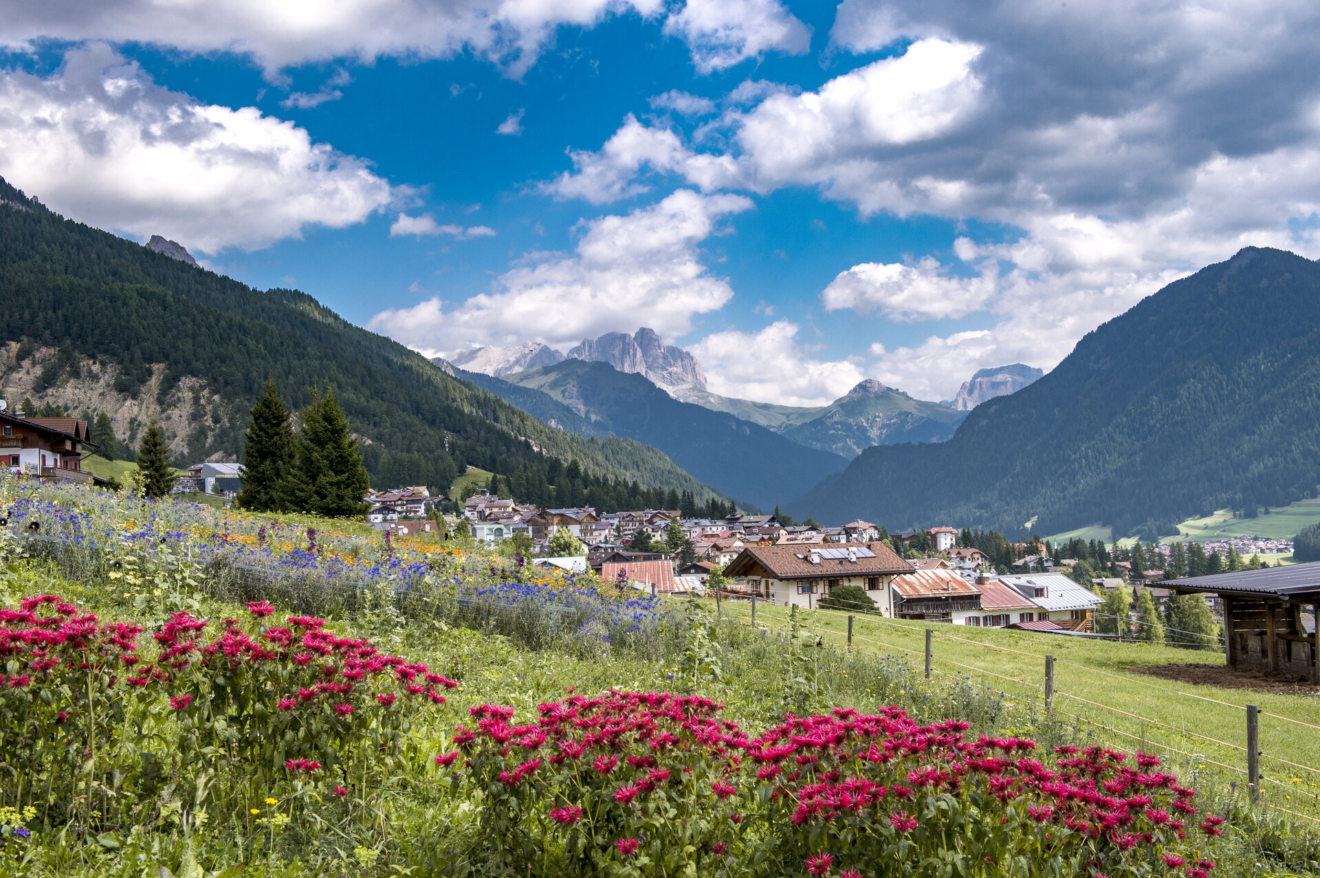 Orto fiorito a Vigo di Fassa, sullo sfondo il Sassolungo | © Mattia Rizzi  - Archivio Immagini ApT Val di Fassa