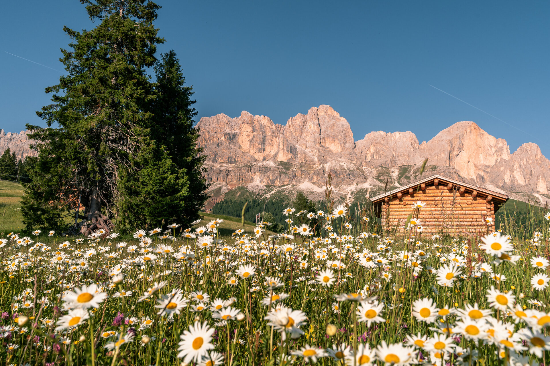 Prato in fiore sul Passo Costalunga in Val di Fassa, sullo sfondo il gruppo del Catinaccio | © Patricia Ramirez - Archivio Immagini ApT Val di Fassa