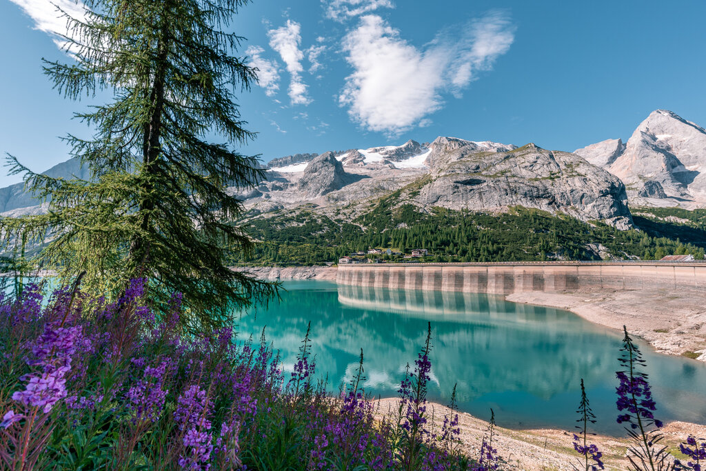 Lago di una diga in montagna con una montagna innevata dietro e fiori lilla in primo piano | © Archivio immagini ApT Val di Fassa - Patricia Ramirez