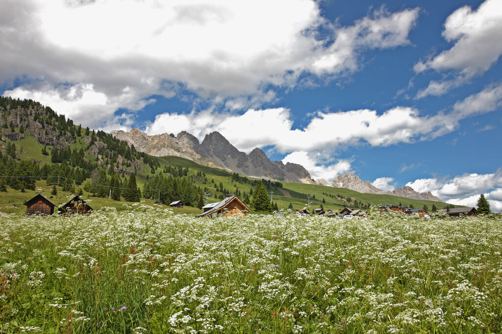 Passo San Pellegrino in fiore, Val di Fassa | © Nicola Angeli - Archivio Immagini ApT Val di Fassa