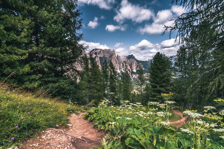 Sentiero nella natura al Ciampedie in Val di Fassa