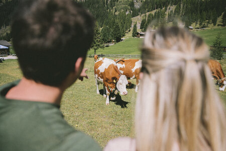 Persone si fermano a guardare le mucche al pascolo durante una passeggiata in Val di Fassa