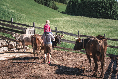 Famiglia a contatto con la natura e le mucche in Val di Fassa
