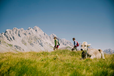 Persone che fanno un trekking vicino ad un pascolo di mucche al Passo San Pellegrino