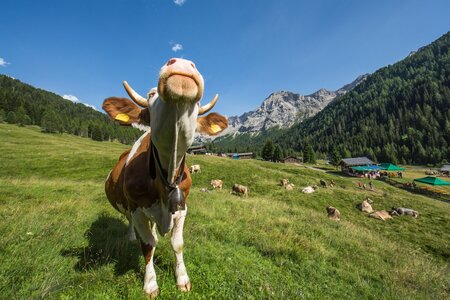 Mucca in Val di Fassa