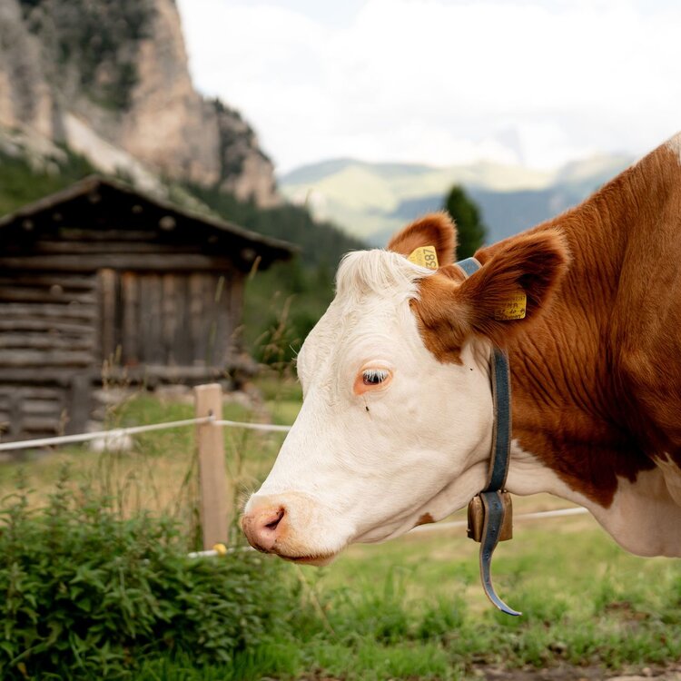 Mucca | © Archivio immagini ApT Val di Fassa - Mattia Rizzi