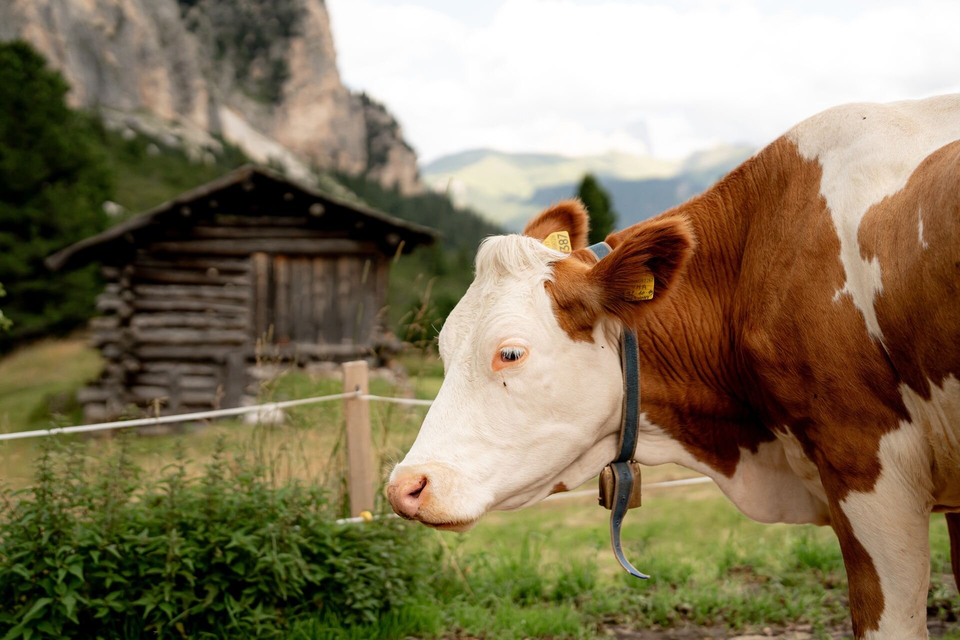Mucca | © Archivio immagini ApT Val di Fassa - Mattia Rizzi