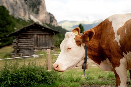 Mucca