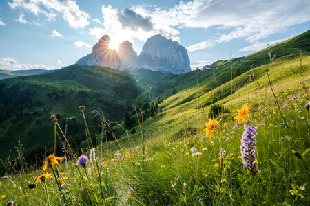 Vista all'alba del sole fra il Sasso Lungo e i prati in fiore