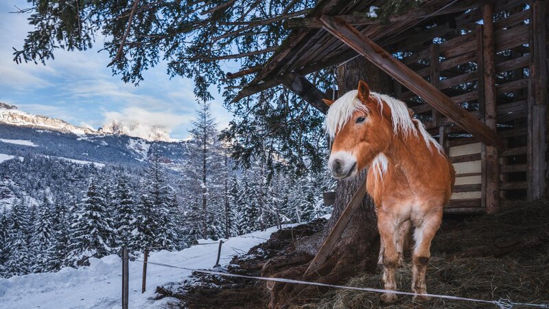 Cavallo al riparo in una baita in un panorama innevato | &copy; Patricia Ramirez - Archivio Immagini ApT Val di Fassa