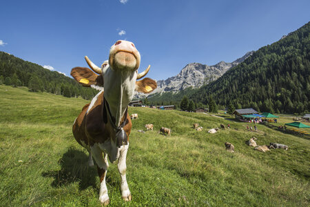 Mucca in Val di Fassa