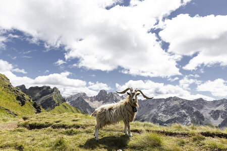 Animali sulle Dolomiti in Val di Fassa