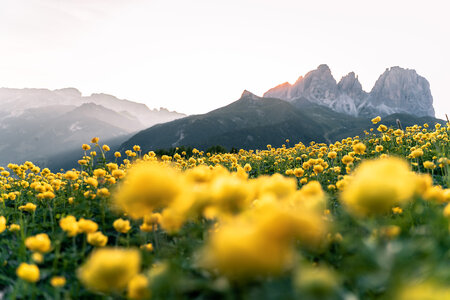 Vista primaverile del Sassolungo in Val di Fassa