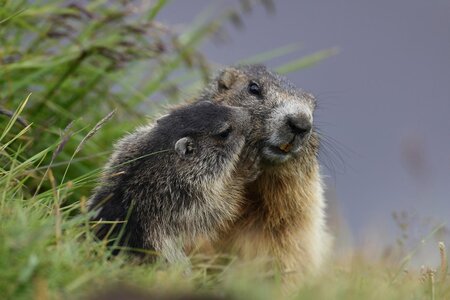 Marmotte in val di fassa