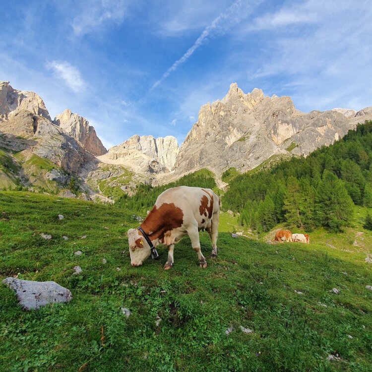 Ultimi Raggi Di Sole In Alpeggio Alla Malga Contrin
