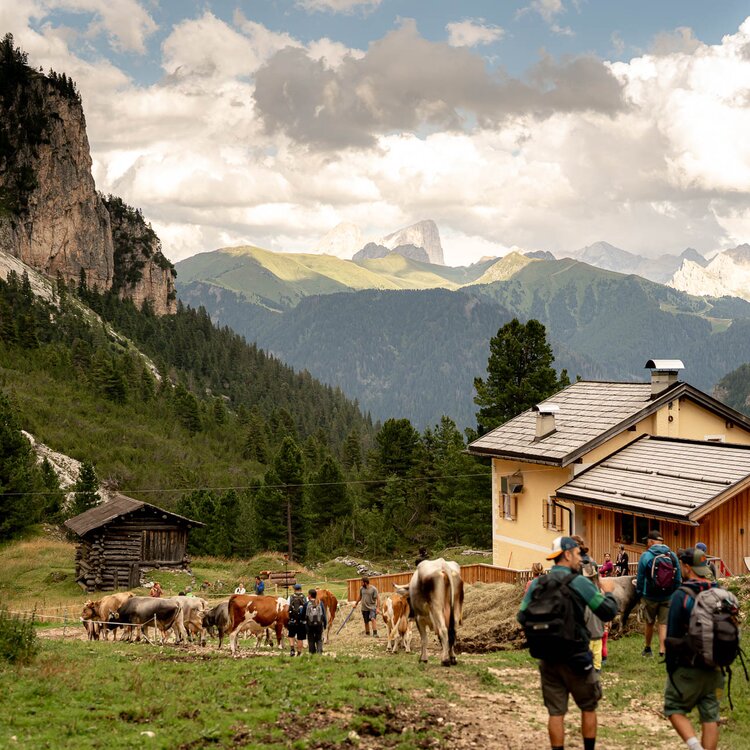 Ultimi Raggi Di Sole In Alpeggio Alla Malga Couler
