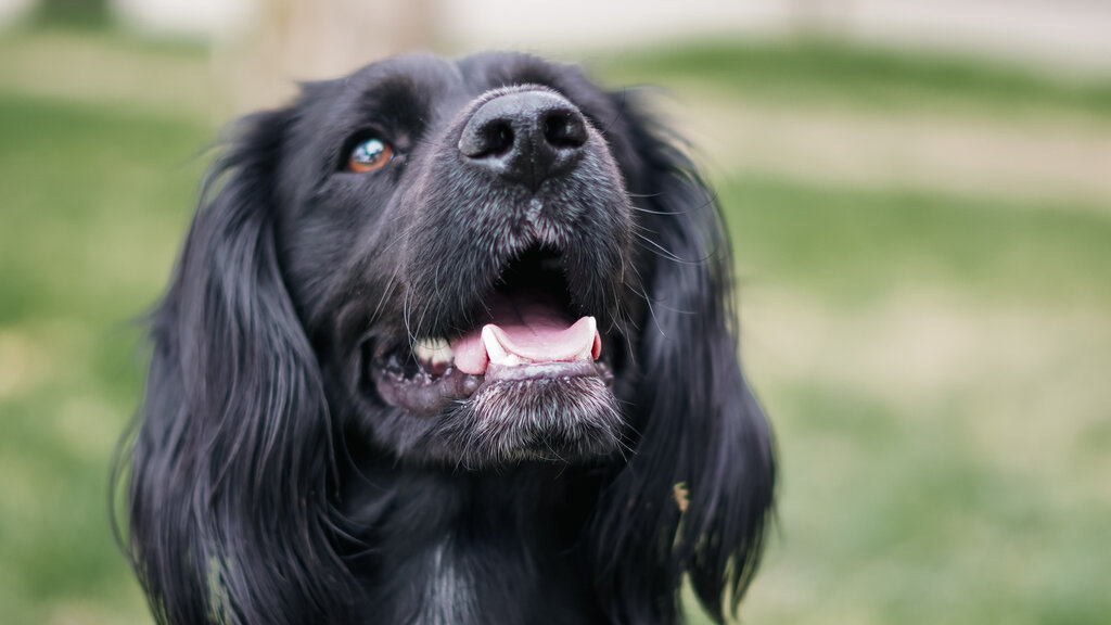 Content Dam Org 3 Images Full Rights Servizi Aree Sgambamento Cani Adobestock 1897515512