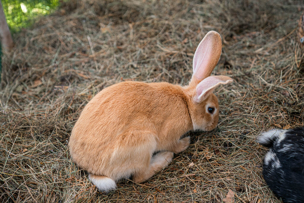 Content Dam Org 3 Images Full Rights Baby Park Canazei Fun Park Canazei Fun Park Estate Archvio Apt Val Di Fassa Mrizzi 20