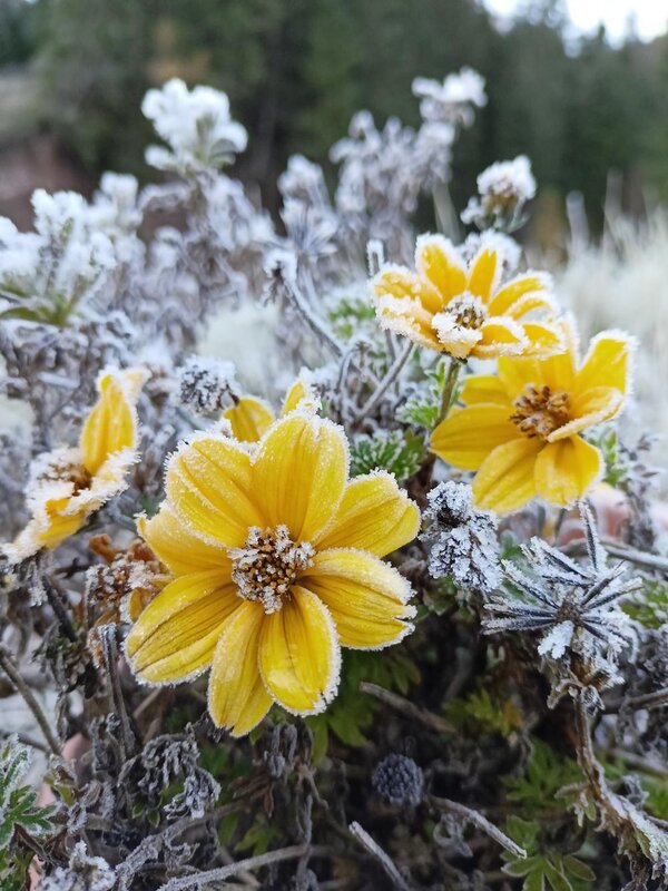 Ferrazzi Fabio   Ciasa Modestina