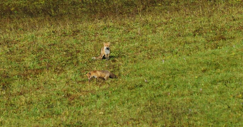 Ferrazzi Fabio   Ciasa Modestina