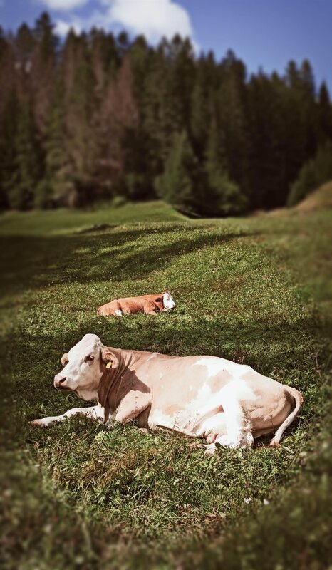 Ferrazzi Fabio   Ciasa Modestina