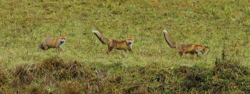 Ferrazzi Fabio   Ciasa Modestina