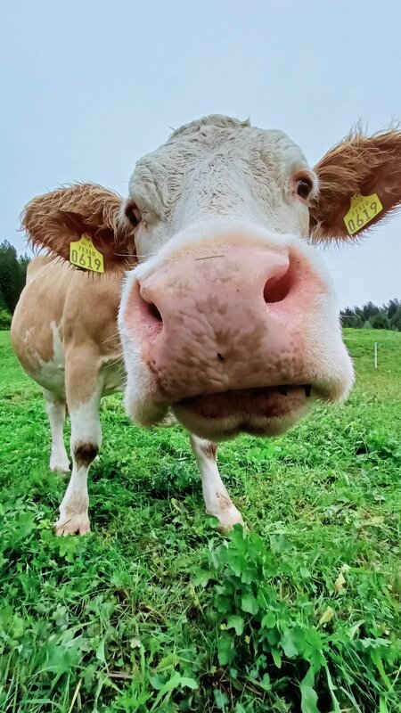 Ferrazzi Fabio   Ciasa Modestina