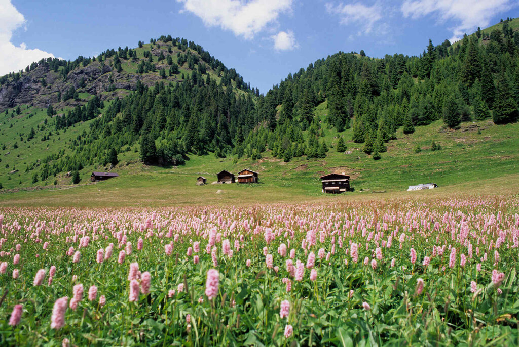 Content Dam Org 3 Images Full Rights Natura Val Duron Archivio Apt Val Di Fassa Gcavulli Val Duron Estate