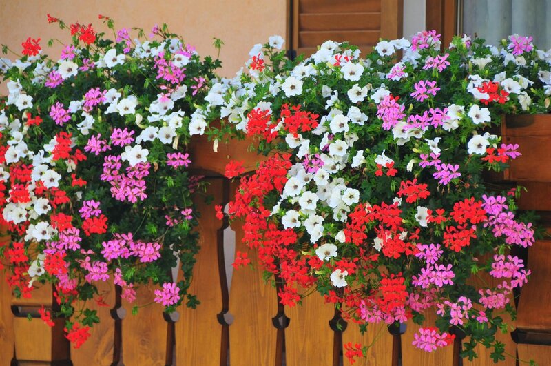 Pollam Teresa - Ciasa Teresa