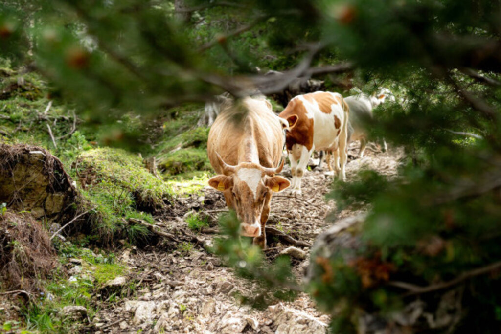 Media Catalog Product B I Big Ticket Image 6863ac1584369108440768 Cropped600 400