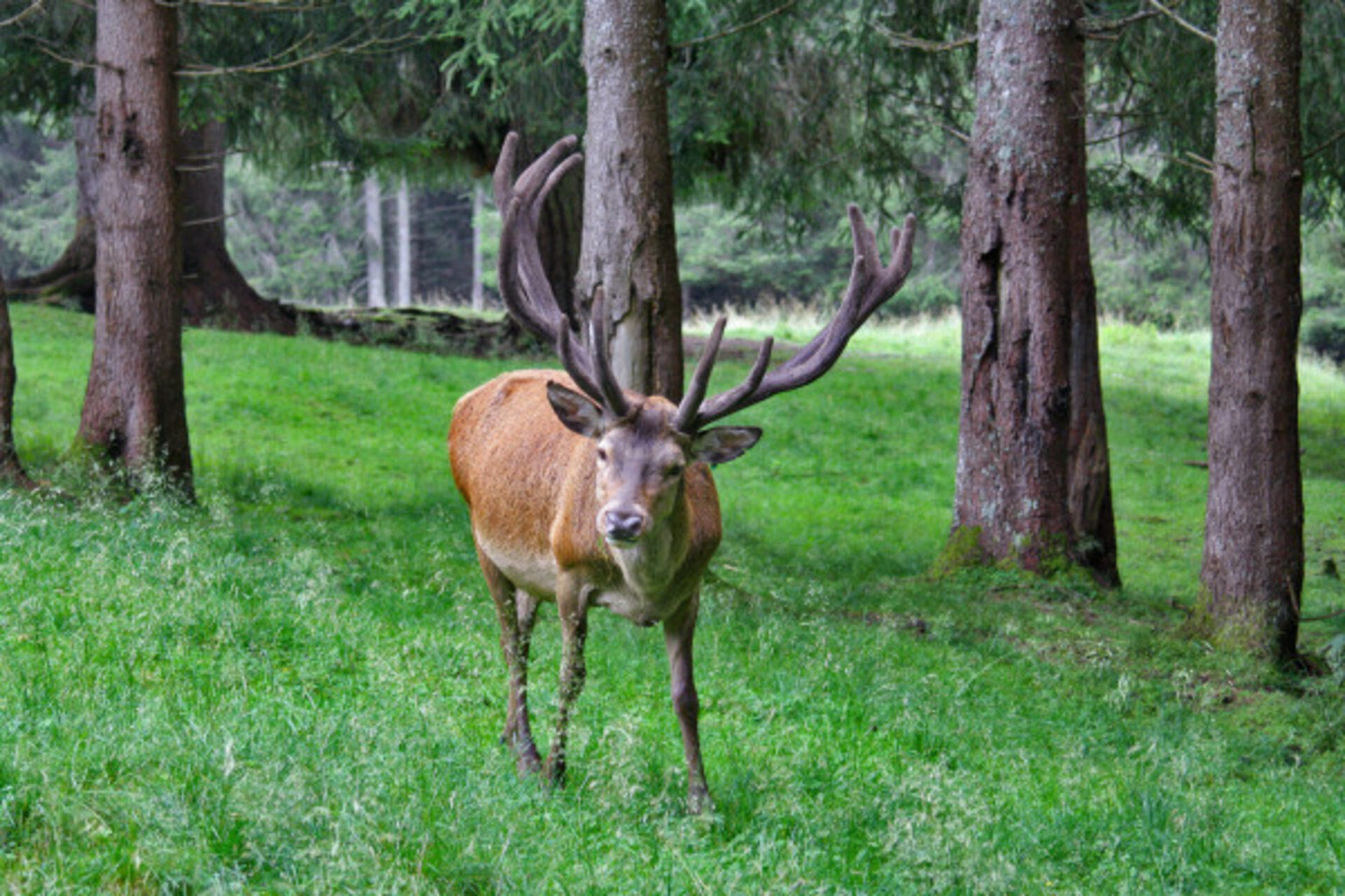 Il Bramito Del Cervo La Voce Selvaggia Dell Autunno 342919