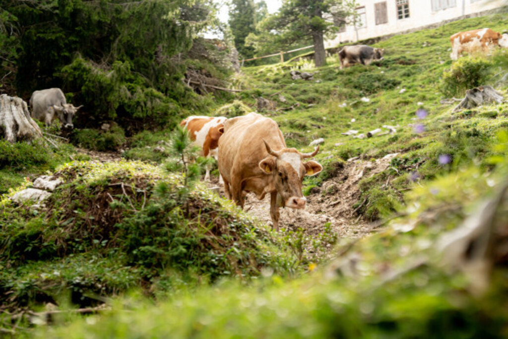 Media Catalog Product B I Big Ticket Image 69bab674c0437382268803 Cropped600 400